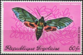 Verdant Hawk-moth (Euchloron megaera)