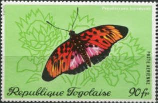 Boisduval's False Acraea (Pseudacraea boisduvali)