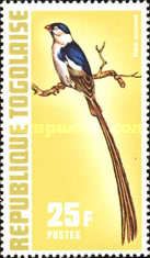 Pin-tailed Whydah (Vidua macroura)