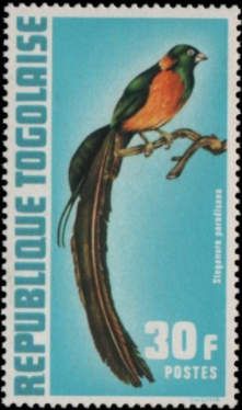 Paradise Whydah (Steganura paradisaea)