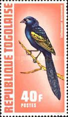 Yellow-shouldered Widowbird (Coliuspasser macrourus macrocer