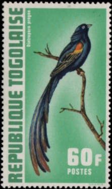 Long-tailed Widowbird (Diatropura progne)
