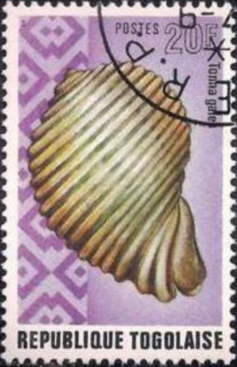 Giant Tun (Tonna galea)