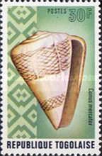 Trader Cone (Conus mercator)