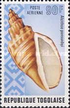 Sea Snail (Alcithoe ponsonbyi)