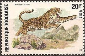 Leopard (Panthera pardus)