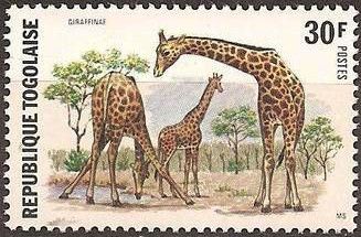 Giraffe (Giraffa camelopardalis)