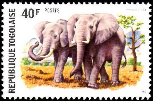 African Elephant (Loxodonta africana)