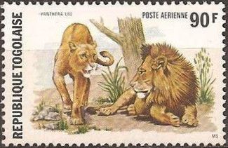 Lion (Panthera leo)