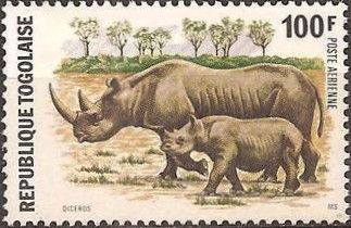 Black Rhinoceros (Diceros bicornis)