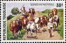 Cattle (Bos primigenius taurus)