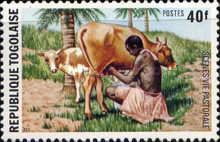 Dairy Cow (Bos primigenius taurus)