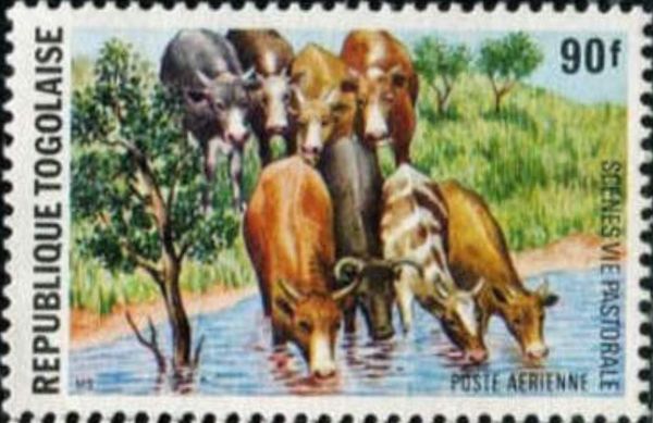 Cattle (Bos primigenius taurus)