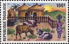 Cattle (Bos primigenius taurus)