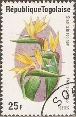 Strelitzia reginae