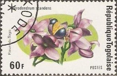 Clerodendrum scandens