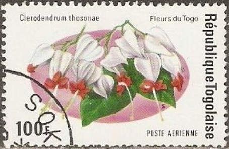 Clerodendrum thosonae