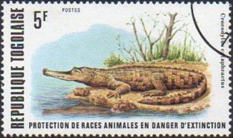 African Slender-snouted Crocodile (Crocodylus cataphractus)