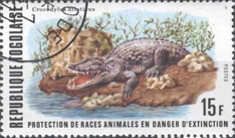 Nile Crocodile (Crocodylus niloticus)