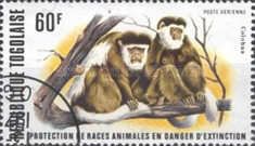 Mantled Guereza (Colobus guereza)