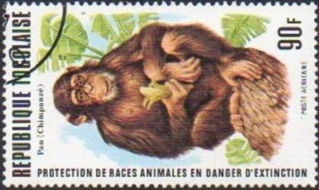 Chimpanzee (Pan troglodytes)