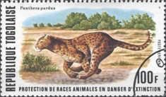 Leopard (Panthera pardus)