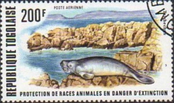African Manatee (Trichechus senegalensis)