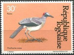 Grey-necked Rockfowl (Picathartes oreas)