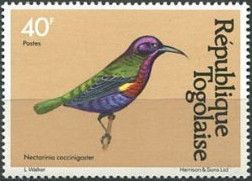 Splendid Sunbird (Cinnyris coccinigastrus)