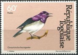 Violet-backed Starling (Cinnyricinclus leucogaster)