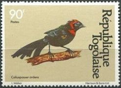 Red-collared Widowbird (Euplectes ardens)