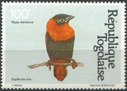 Southern Red Bishop (Euplectes orix)