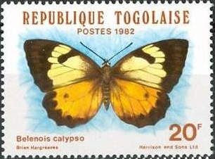 Calypso Caper White (Belenois calypso dentigera)