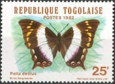 White-banded Palla (Palla decius), Female