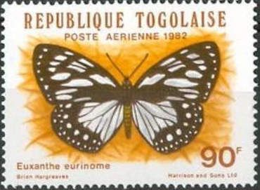Common Forest Queen (Euxanthe eurinome)