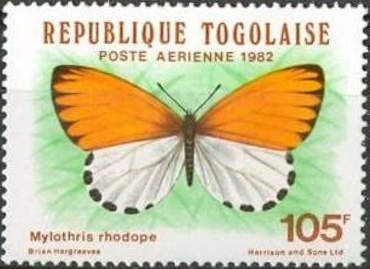Common Dotted Border (Mylothris rhodope)