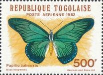 Giant Blue Swallowtail (Papilio zalmoxis)