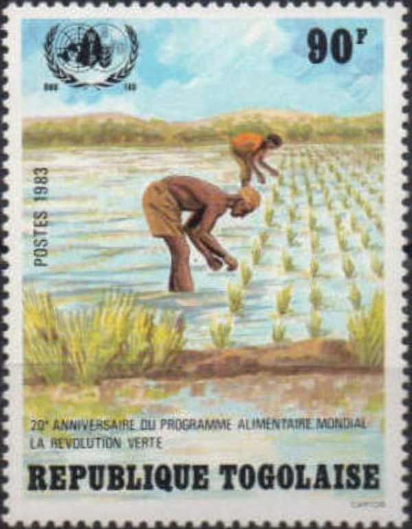 Rice paddy