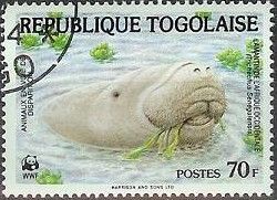 African Manatee (Trichechus senegalensis)