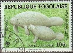 African Manatee (Trichechus senegalensis)