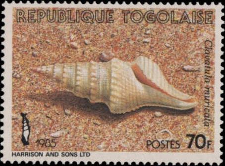 Muricate Turrid (Clavatula muricata)