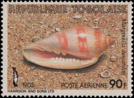 Sea Snail (Marginella desjardini)