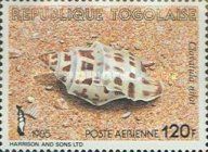 Sea Snail (Clavatula nifat)