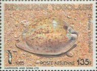 Rat Cowrie (Cypraea stercoraria)