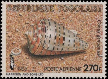 Garter Cone (Conus genuanus)