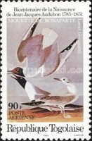 Larus bonapartii
