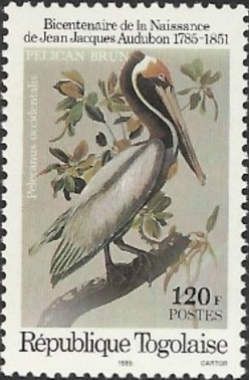 Pelecanus occidentalis
