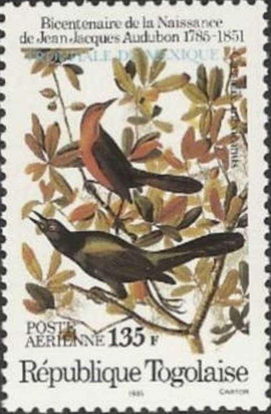 Cassidix mexicanus