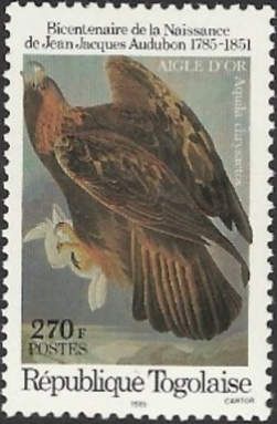 Golden eagle (Aquila chrysaetos)