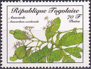 Anacardium occidentale
